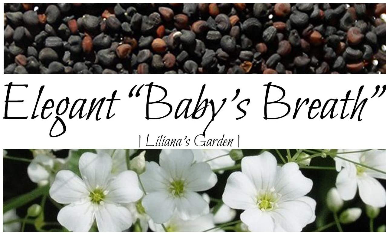 Gói 0.5GR hạt giống hoa Baby Đỏ