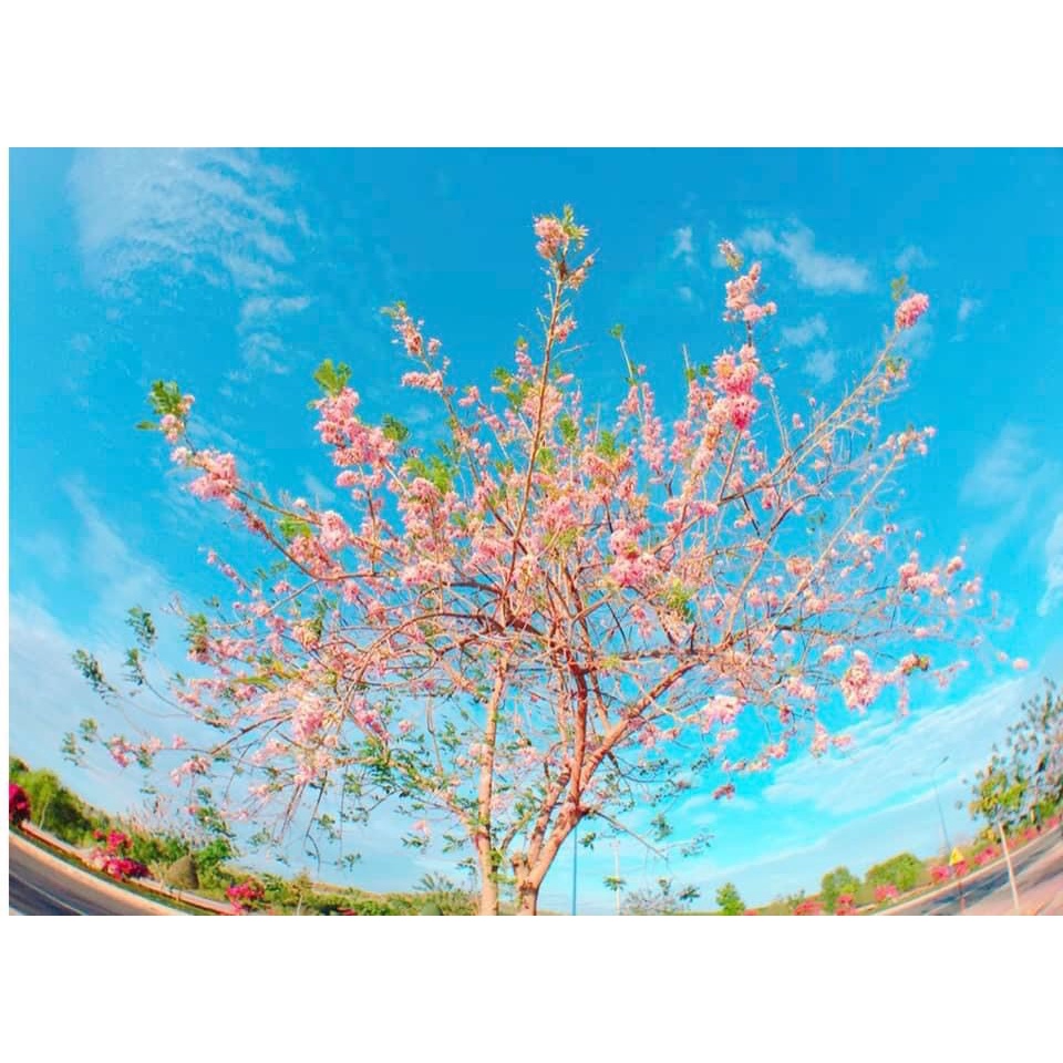 Cây Đỗ Mai giống cao 40-50 cm (ảnh thật số 2).