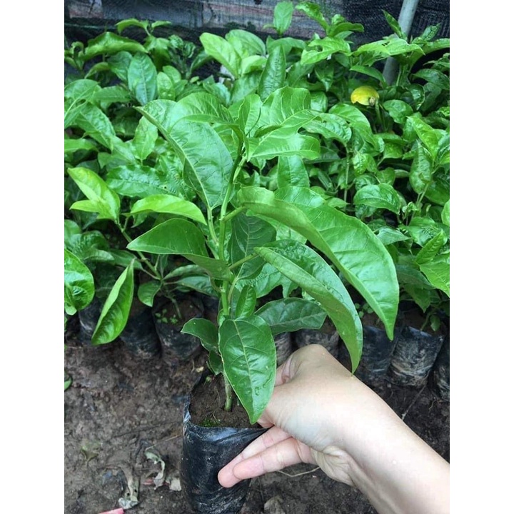 Cây  Giống  Chanh Leo Chuối  Nam Mỹ
