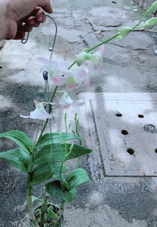 Lan Dendro Hồng Nhạt