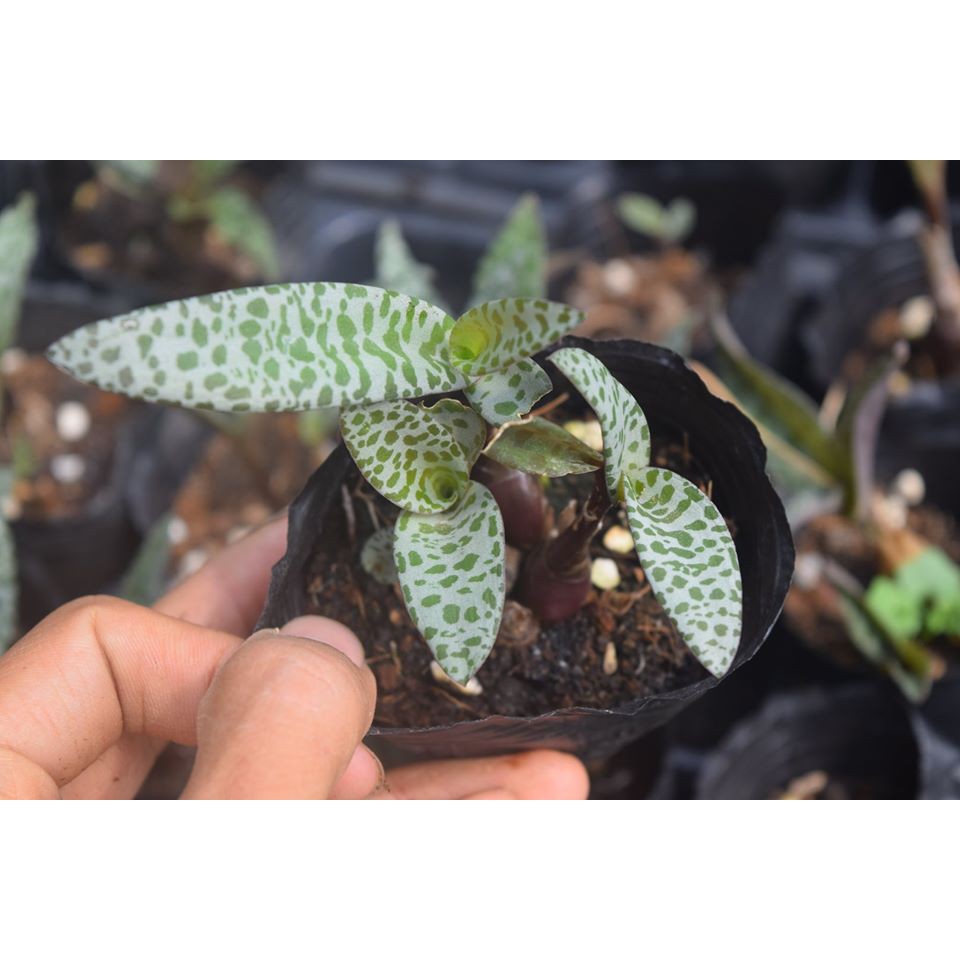Sen Đá Hồ Lô 4-6Cm
