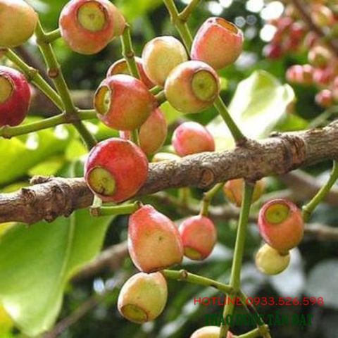 [HCM]Nụ vối SẠCH Nam Định - 500gr