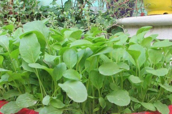 Hạt giống cải xanh baby 20gr (cải ngọt cọng xanh)