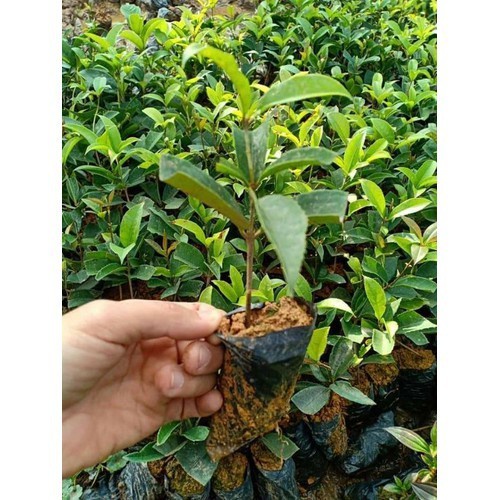 Cây hoa mộc hương ta giống