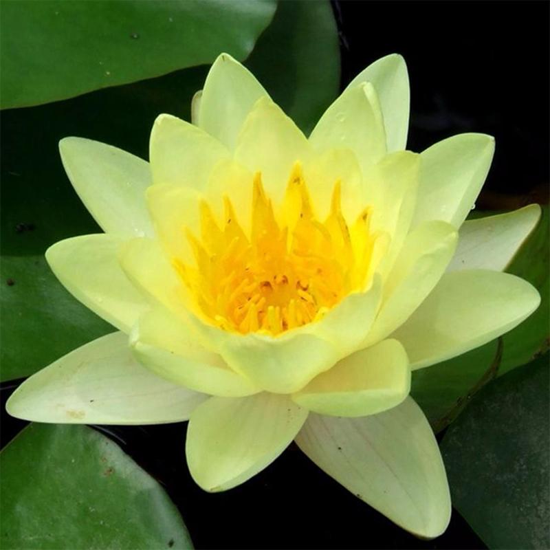 Hạt giống hoa Sen nhật mini Mix Golden Seeds 5 Hạt