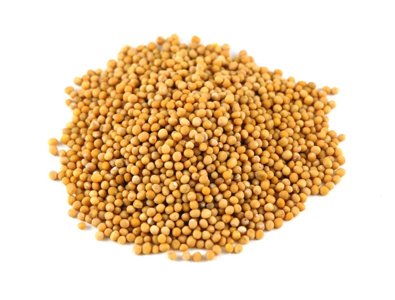 Mustard Seeds yellow