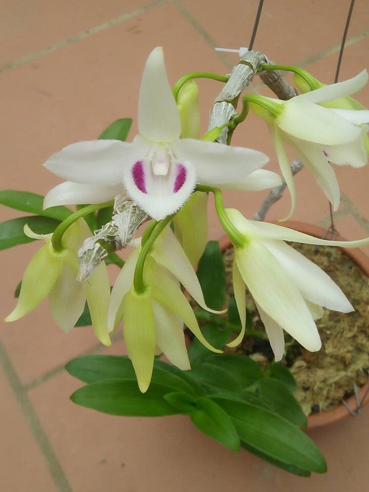 hoa phong lan 5ct phú thọ