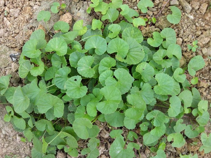hạt giống rau má 1 lạng