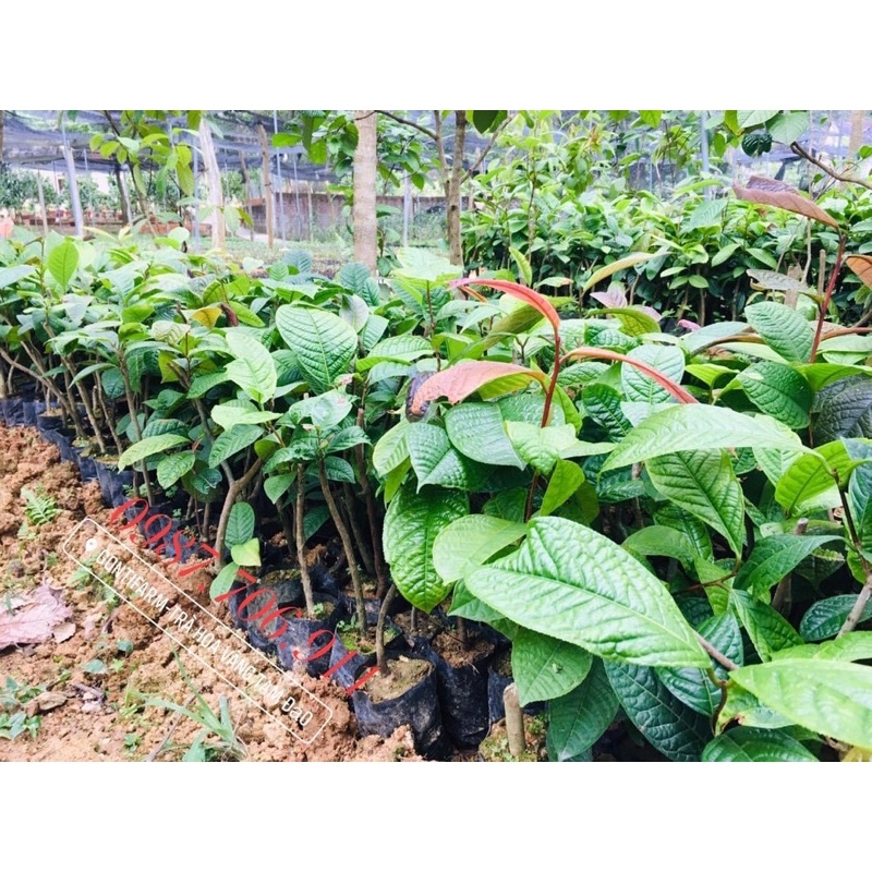 Combo 3 cây giống trà hoa vàng hakoda