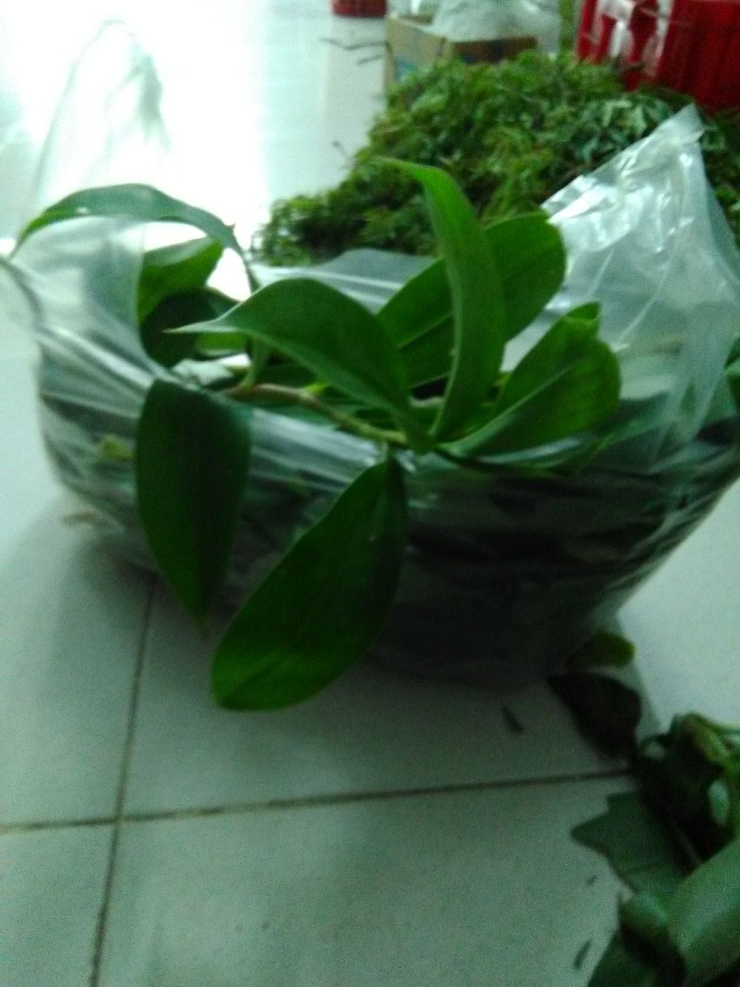 Cây,Lá xạ đen tươi - gói 1kg