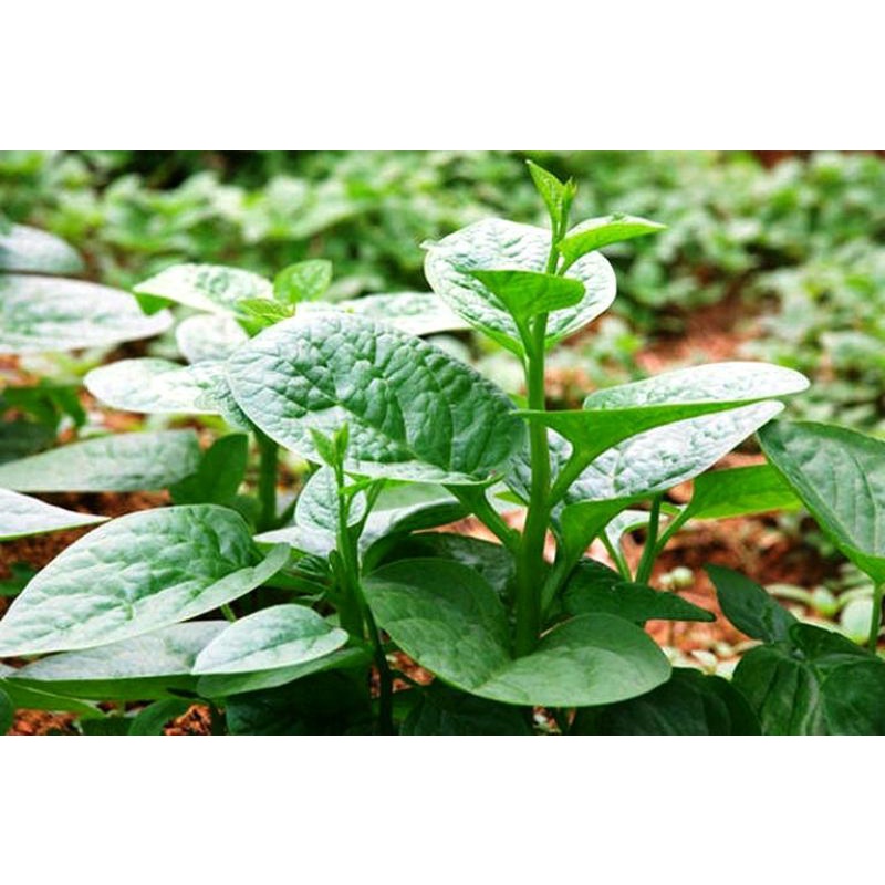 ♧♧ Combo chậu 5 cây rau mồng tơi