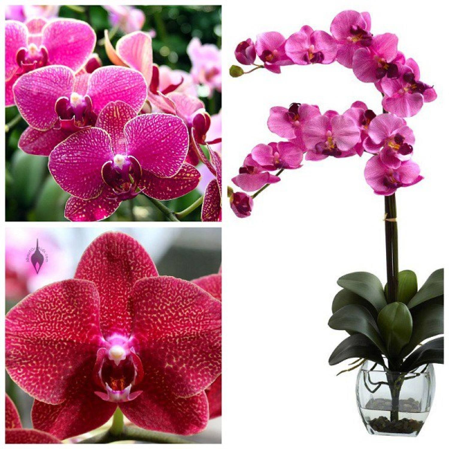 Ma349 gói hạt giống lan hồ điệp nhiều màu