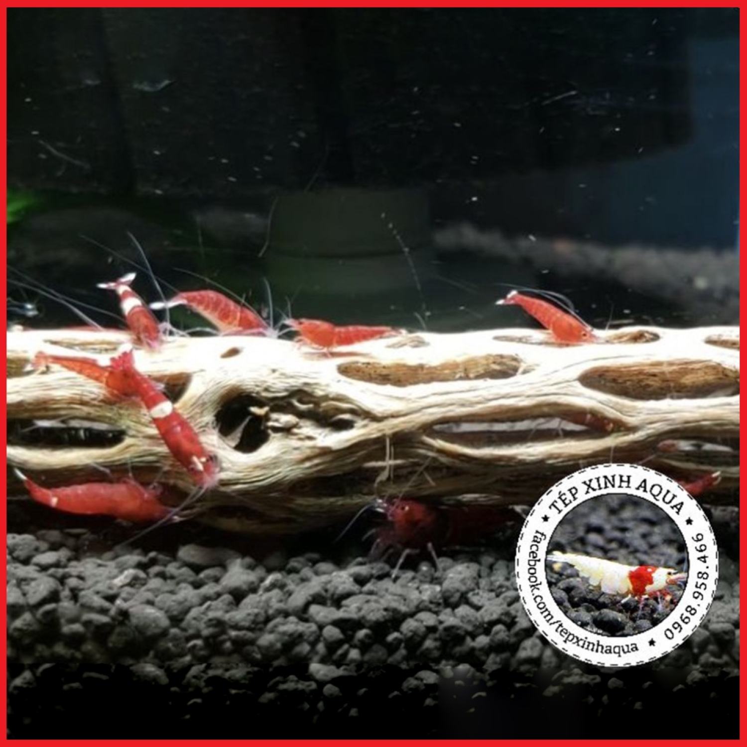 Lũa Cholla cho tép cảnh - Lũa xương rồng Cholla Cactus - Tép Xinh Aqua