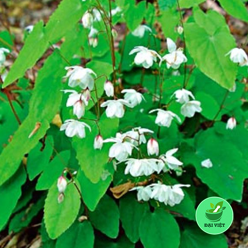 Lá dâm dương hoắc (gói 1kg) - DV034