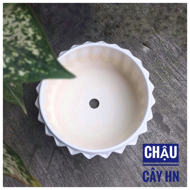 Ceramic staff plant bed table Bowl low interior shape bifurcylated cactus