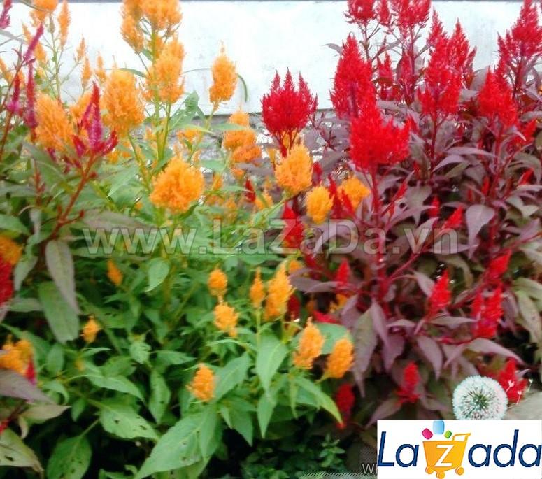 100h Hạt Giống Hoa Mào Lửa Mix Màu (C4.102| -KD: B20*V22*M204)