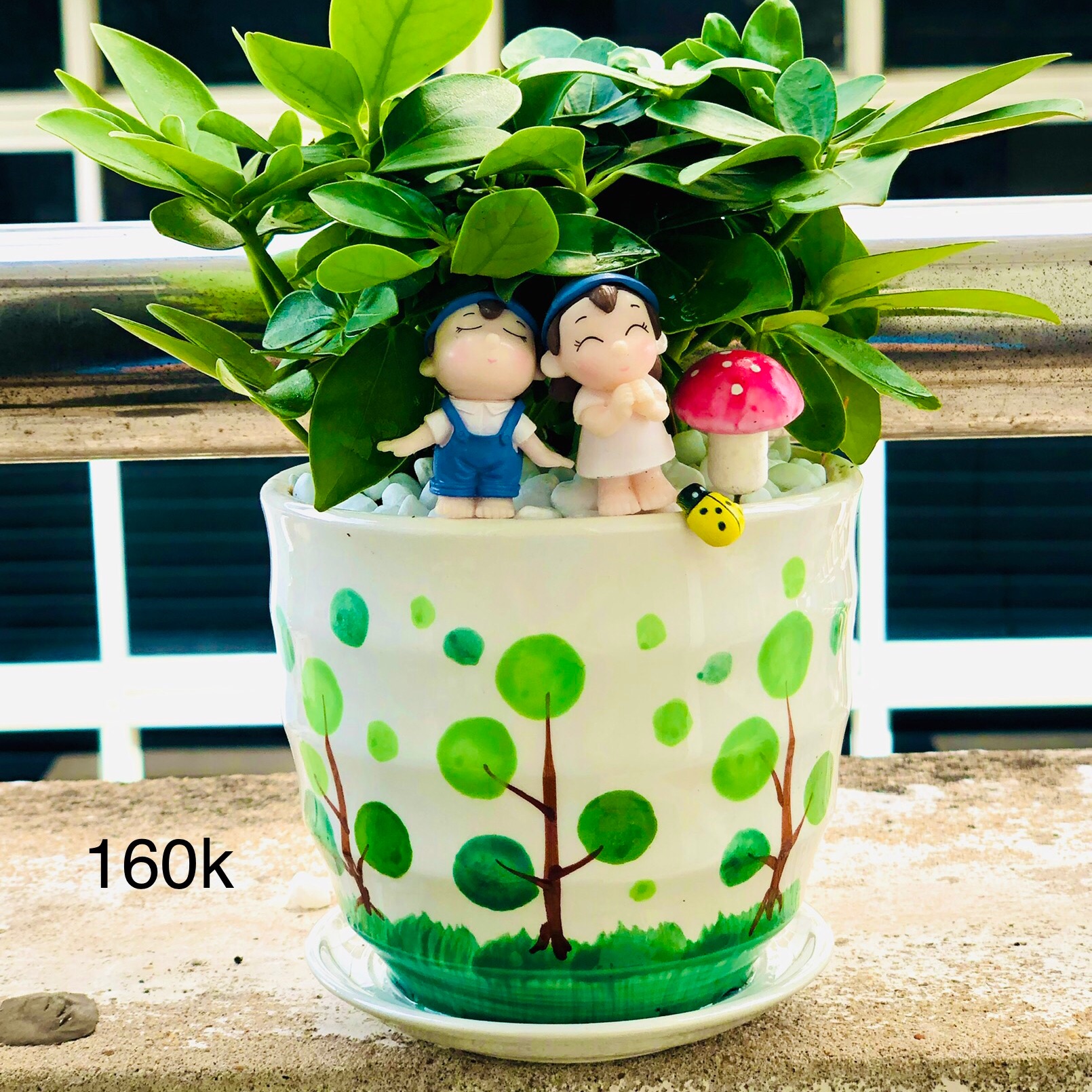 Chậu tiểu cảnh ngũ gia bì xanh