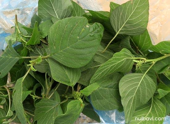 Gói 10gr hạt giống rau dền cơm