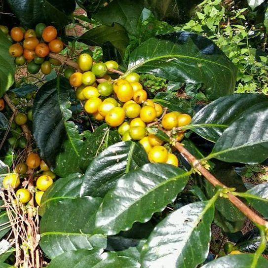 Specialty Coffee Langbiang, double washed process