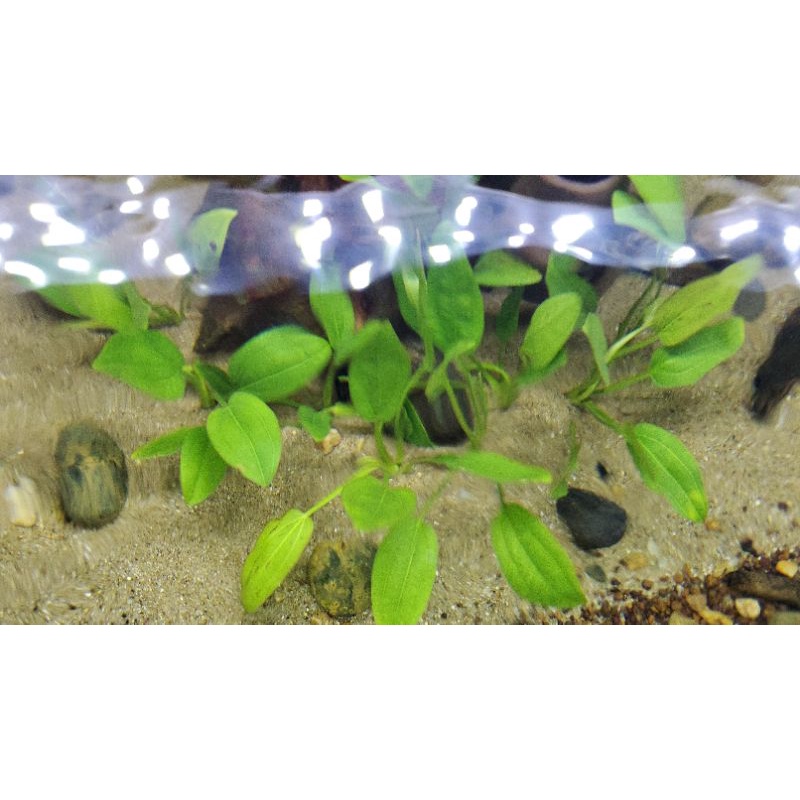 5 cây Lan nước thủy sinh dễ trồng không cần cO2