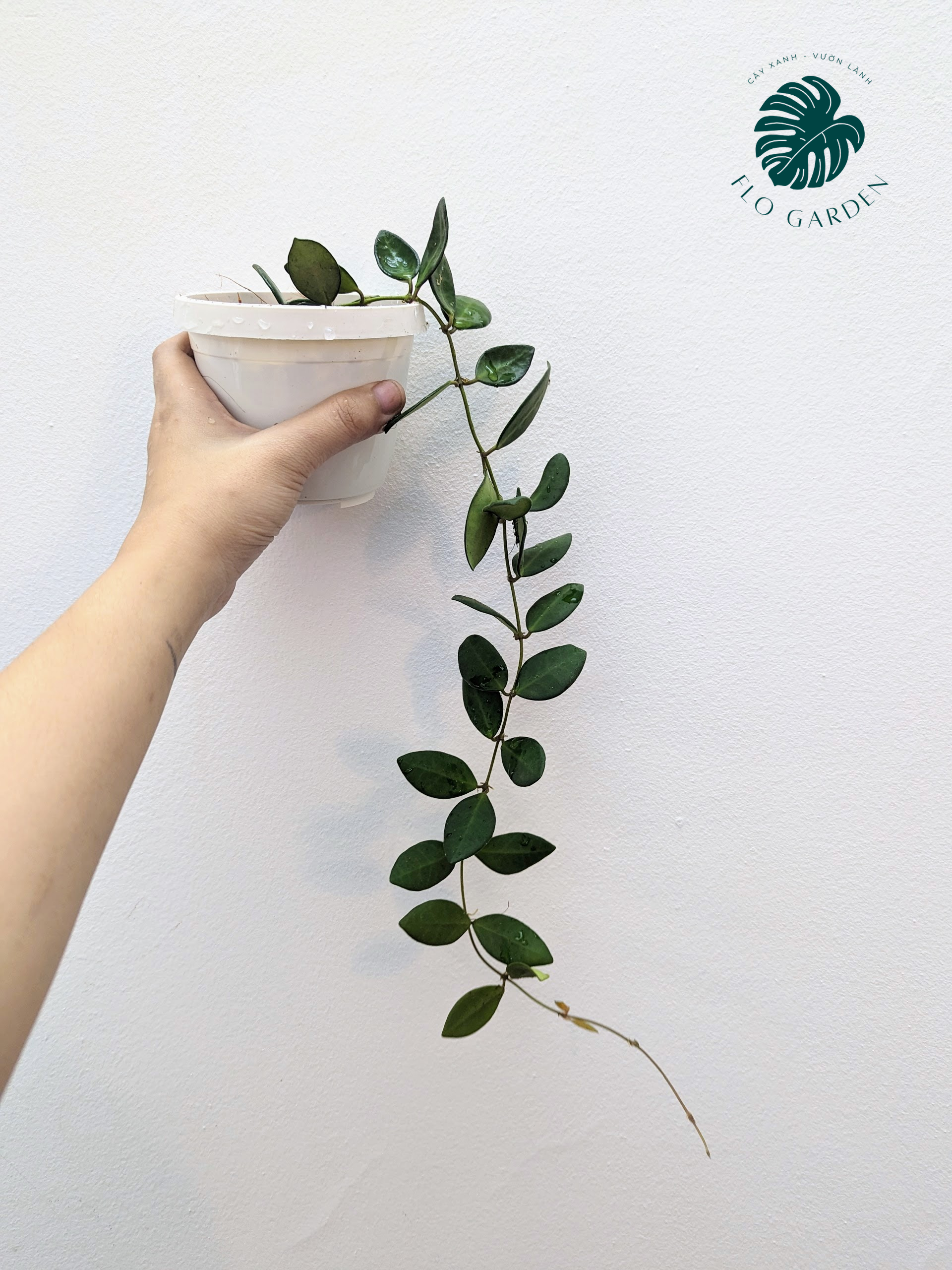 Cẩm cù Hoya DS-70/Bilobata: Lá đẹp, hoa đỏ thẫm