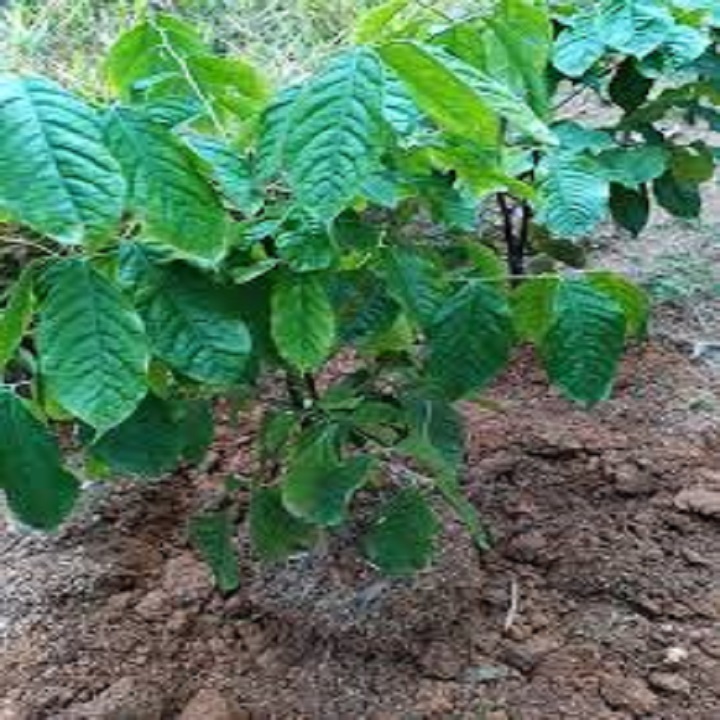 CÂY GIỐNG CÂY HÚNG VỊT ( CÂY CHANH CHÓ, CÂY THÁI GẤU ,CÂY HÚNG RỪNG )