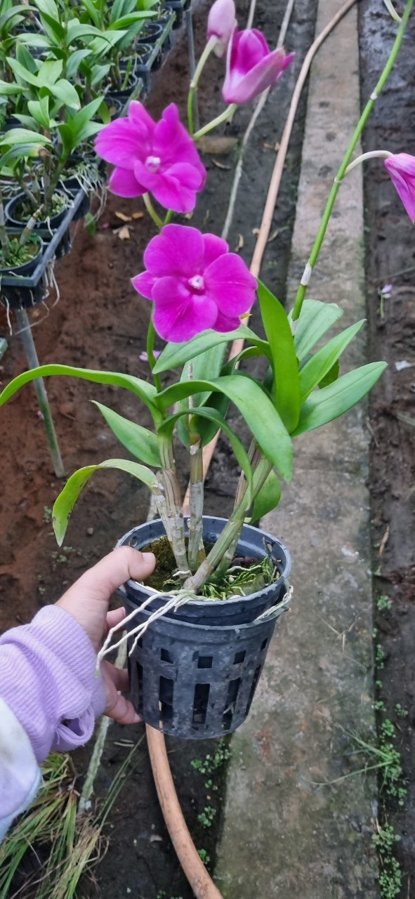 HOA LAN DEN LAI HỒ ĐIỆP 3 LƯỠI