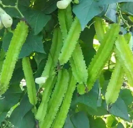 Hạt giống đậu rồng ngắn ngày Thuận Điền