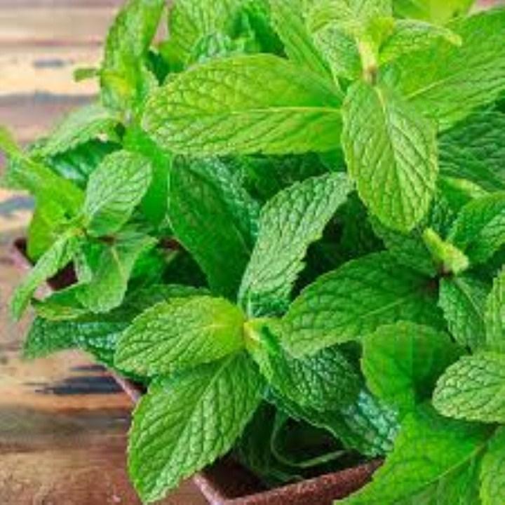 Gói 100 hạt giống bạc hà