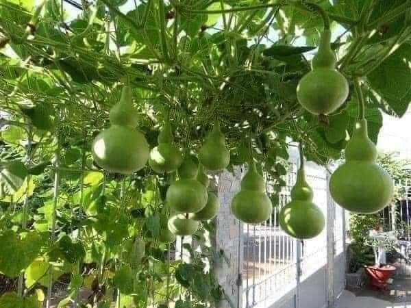 Hạt giống bầu hồ lô gói 10 hạt