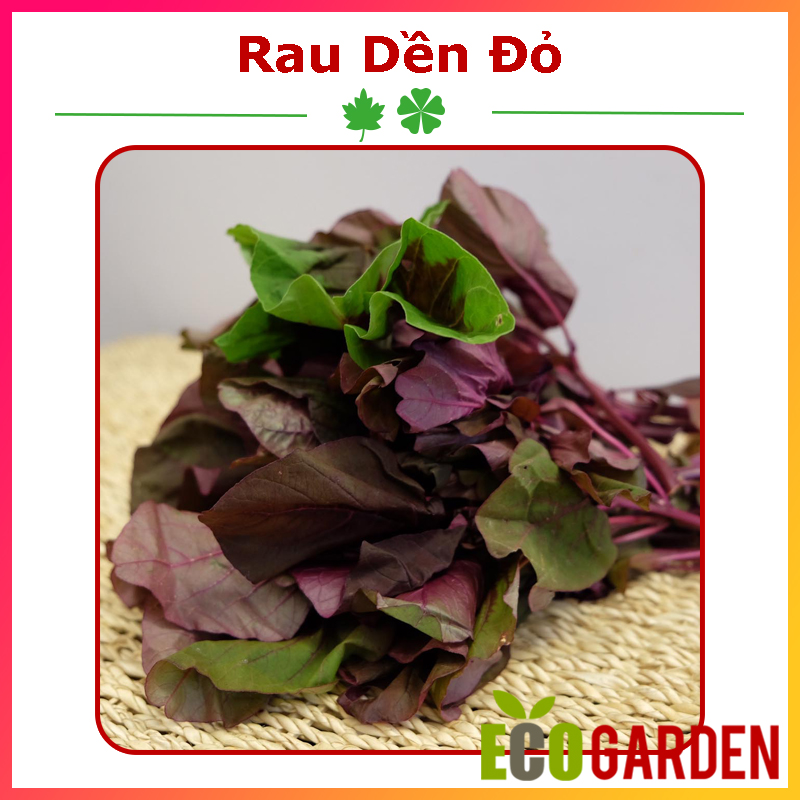 Hạt Giống Rau Dền Đỏ - 20 Gam (ECO.320)