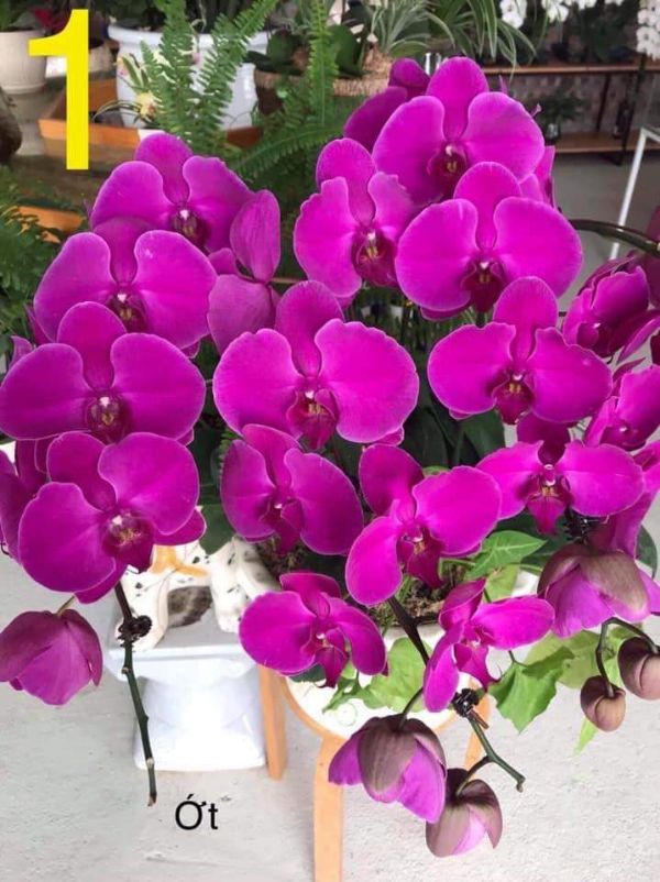 Combo 5 cây Lan Hồ Điệp đang Nụ