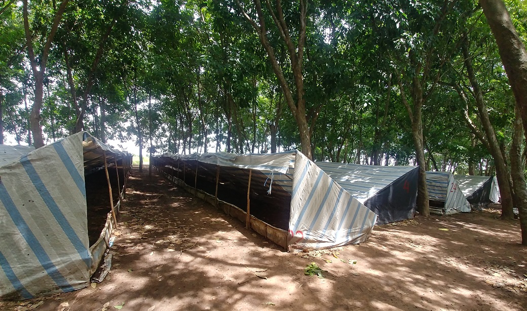 MỒI CÂU CÁ CHIM (TINH MÙI CÂU CÁ CHIM)