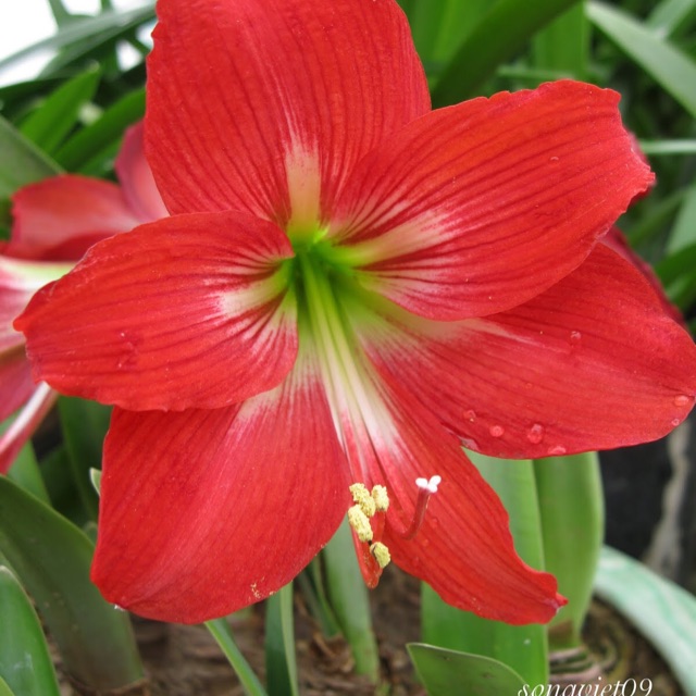 Combo 10 củ lan Huệ đỏ và cam