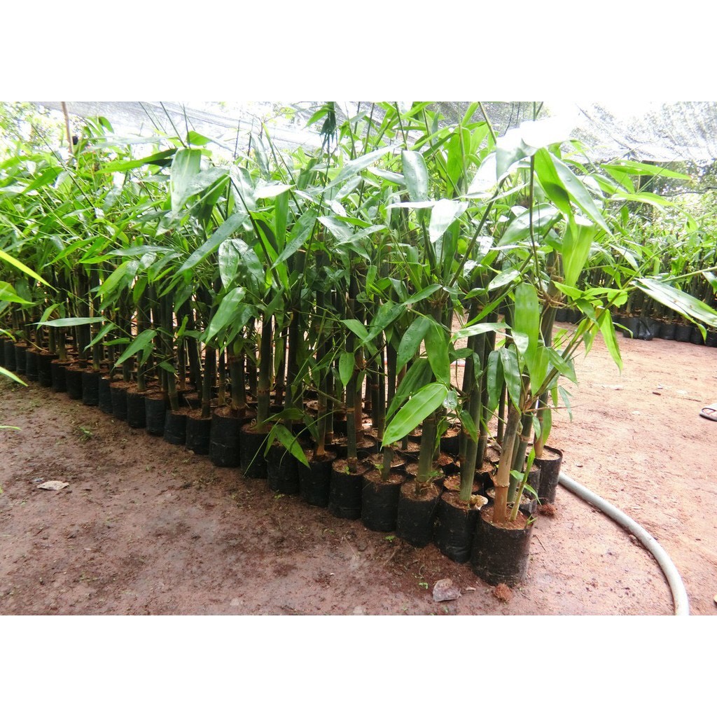 Cây tre khổng lồ thái lan
