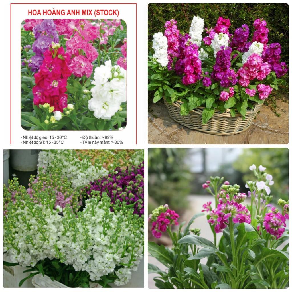 Hạt giống hoa Hoàng Anh mix  màu - ( 50 hạt/gói )