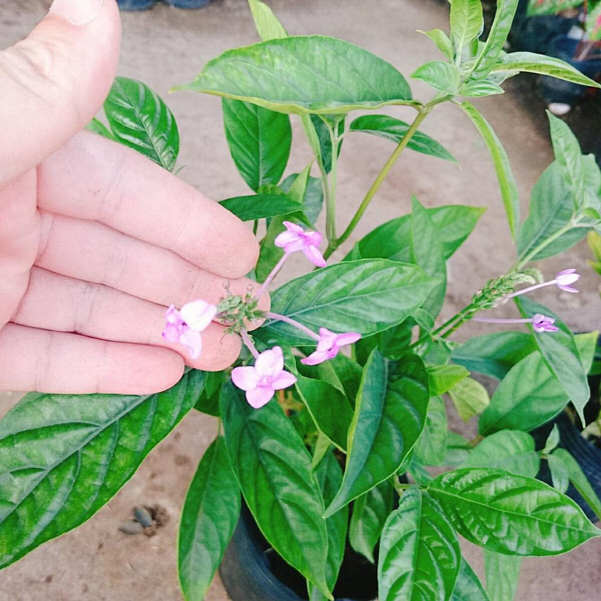 Cây hoa trà hoa nữ- Hoa đẹp trang trí sân vườn- Hoa kiểng Nguyễn Lộc