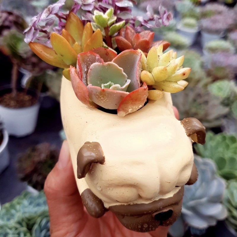 CHẬU THÚ CHÓ PUG SIÊU XINH LỖI 1 ĐỔI 1