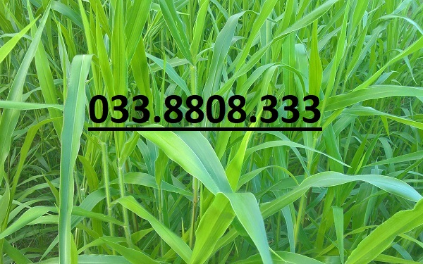 Hạt giống cỏ Ruzi - chỏ chịu dẫm đạp (100g)  - Hạt Giống Cỏ Chăn Nuôi Trâu,Bò,dê,cừu,cá... đem lại năng xuất cao trong ngành chăn nuôi