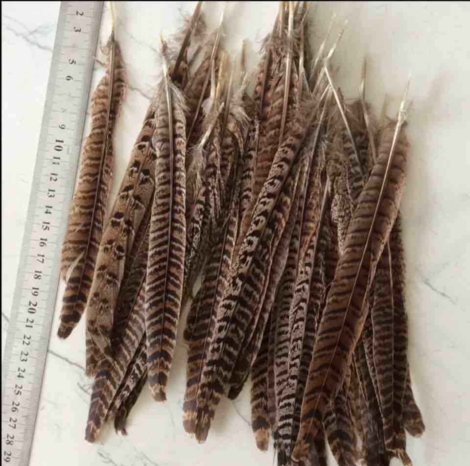 Lông đuôi trĩ 11-17cm 5 cái