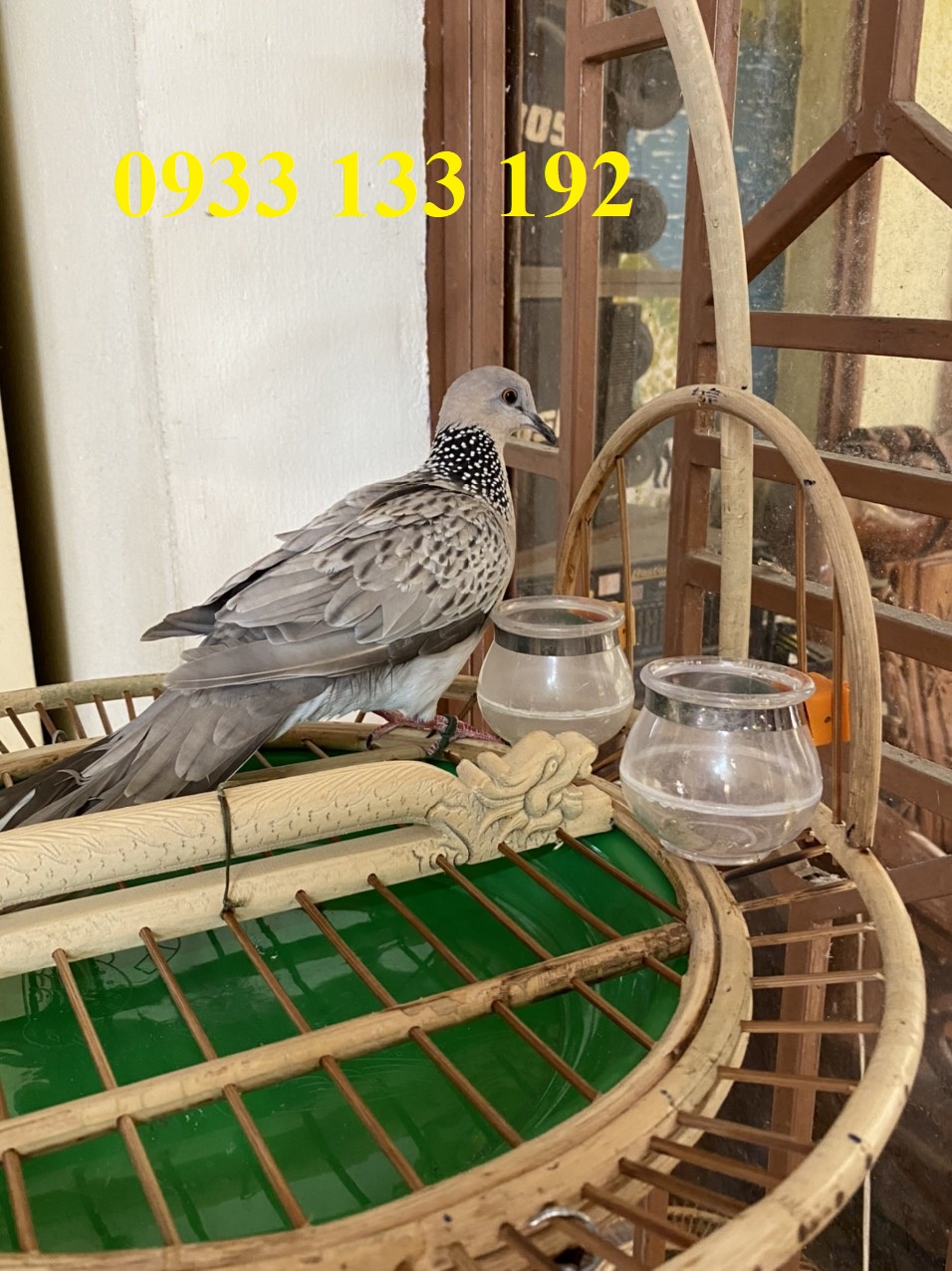 LỒNG TRẦN CU GÁY