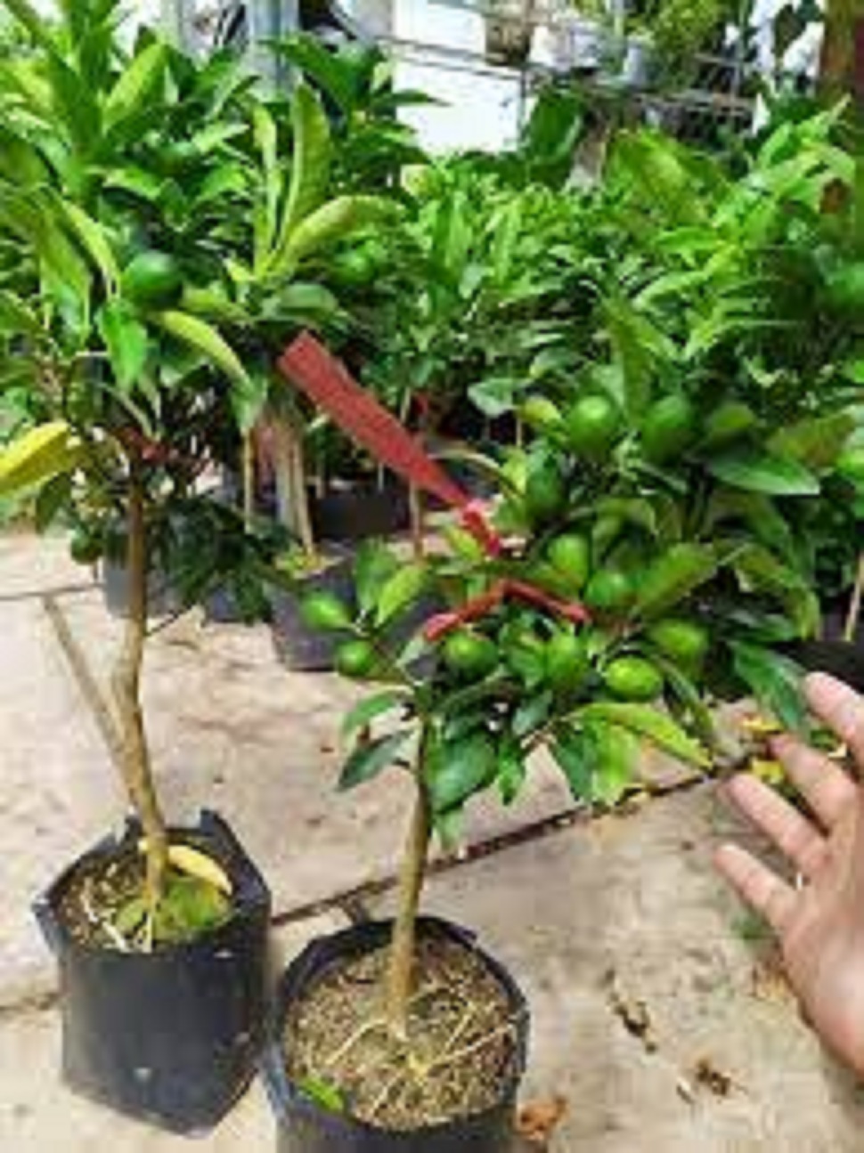Cây giống quất ngọt, quất ngọt thái lan, đang hoa đang trái, giá rẻ