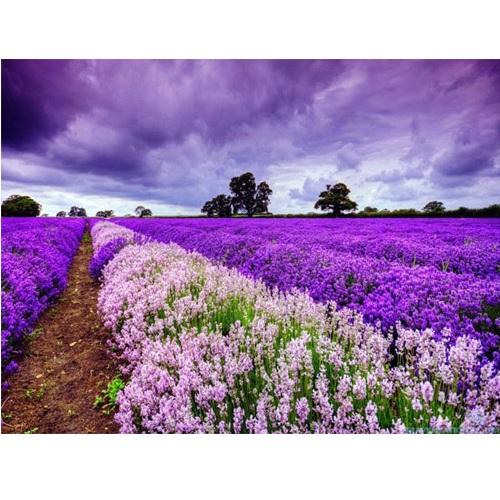 Tinh dầu hoa oải hương Lavender (100ml)