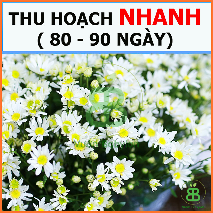 Hạt Giống Cúc Họa Mi Ra Hoa Cực Đẹp