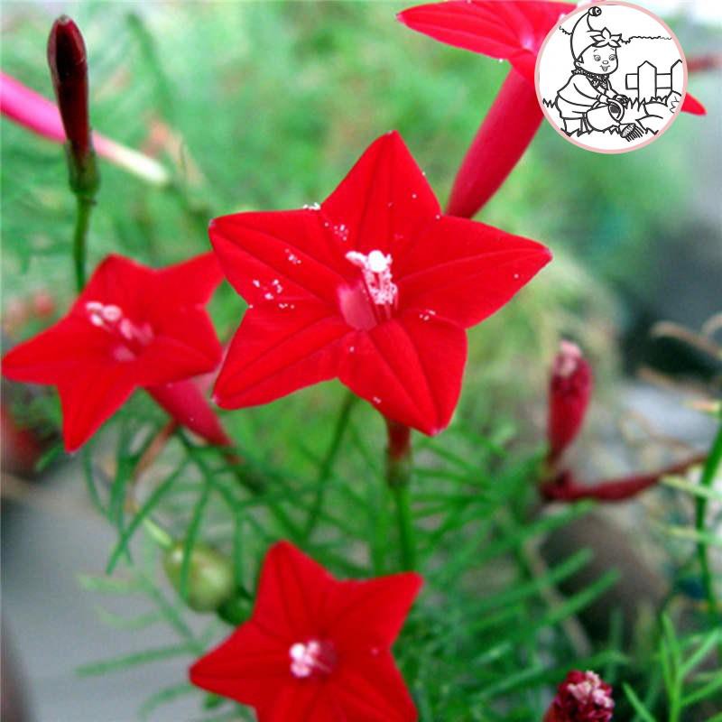 HẠT HOA TÓC TIÊN DẠNG LEO - GÓI 0,5 GRAM