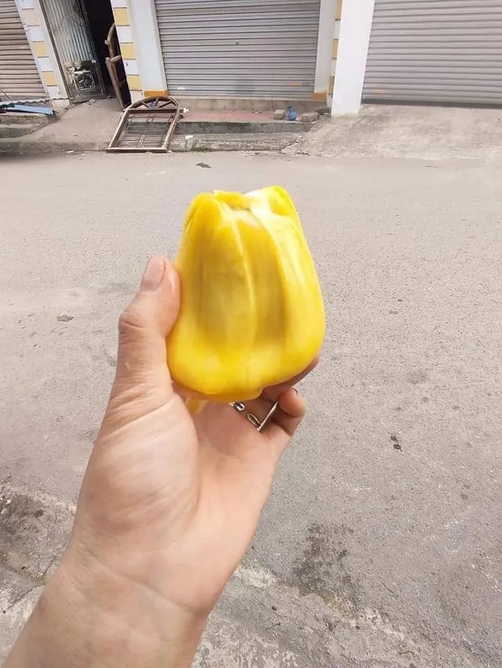 CÂY GIỐNG MÍT DAI TA MẬT ỐNG SIÊU QUẢ [ J&T Express ]