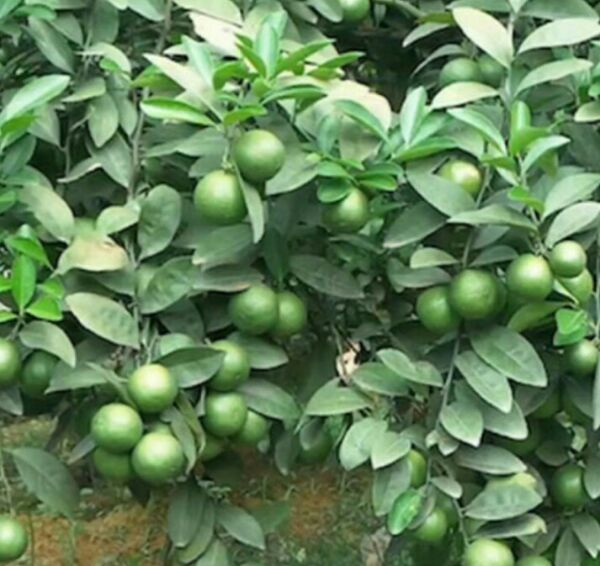 Cây chanh TỨ QUÝ bông tím ( chanh tứ quý, tàu chùm)