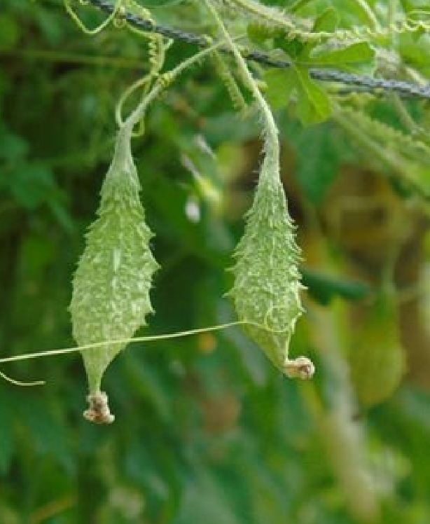 Hạt giống trái khổ qua rừng ( 20 hạt/gói )