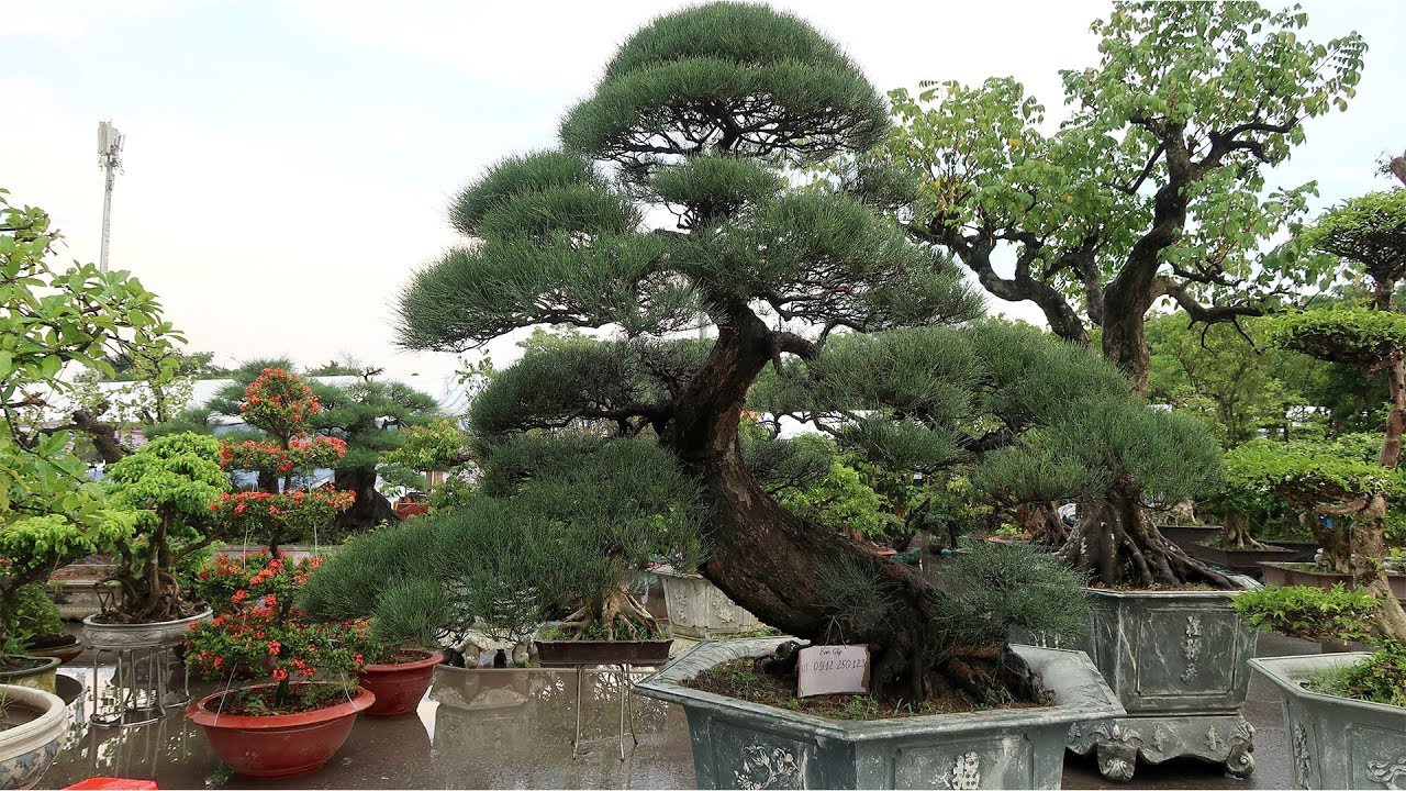 "Gói 10 Hạt " Hạt giống cây giống cây phi lao ( Xi lau, cây Dương, Dương liễu)