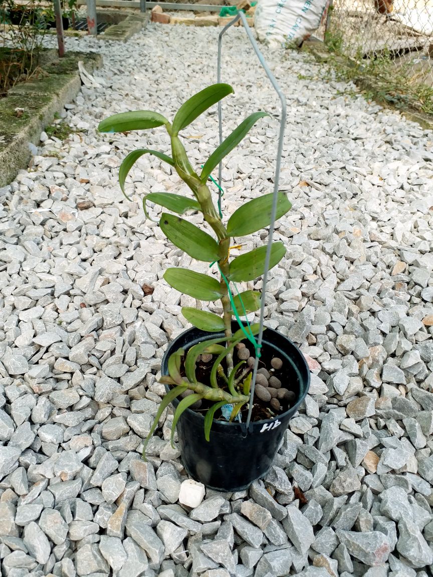 1 CHẬU CÂY GIỐNG HOA LAN PHI ĐIỆP TÍM HÒA BÌNH